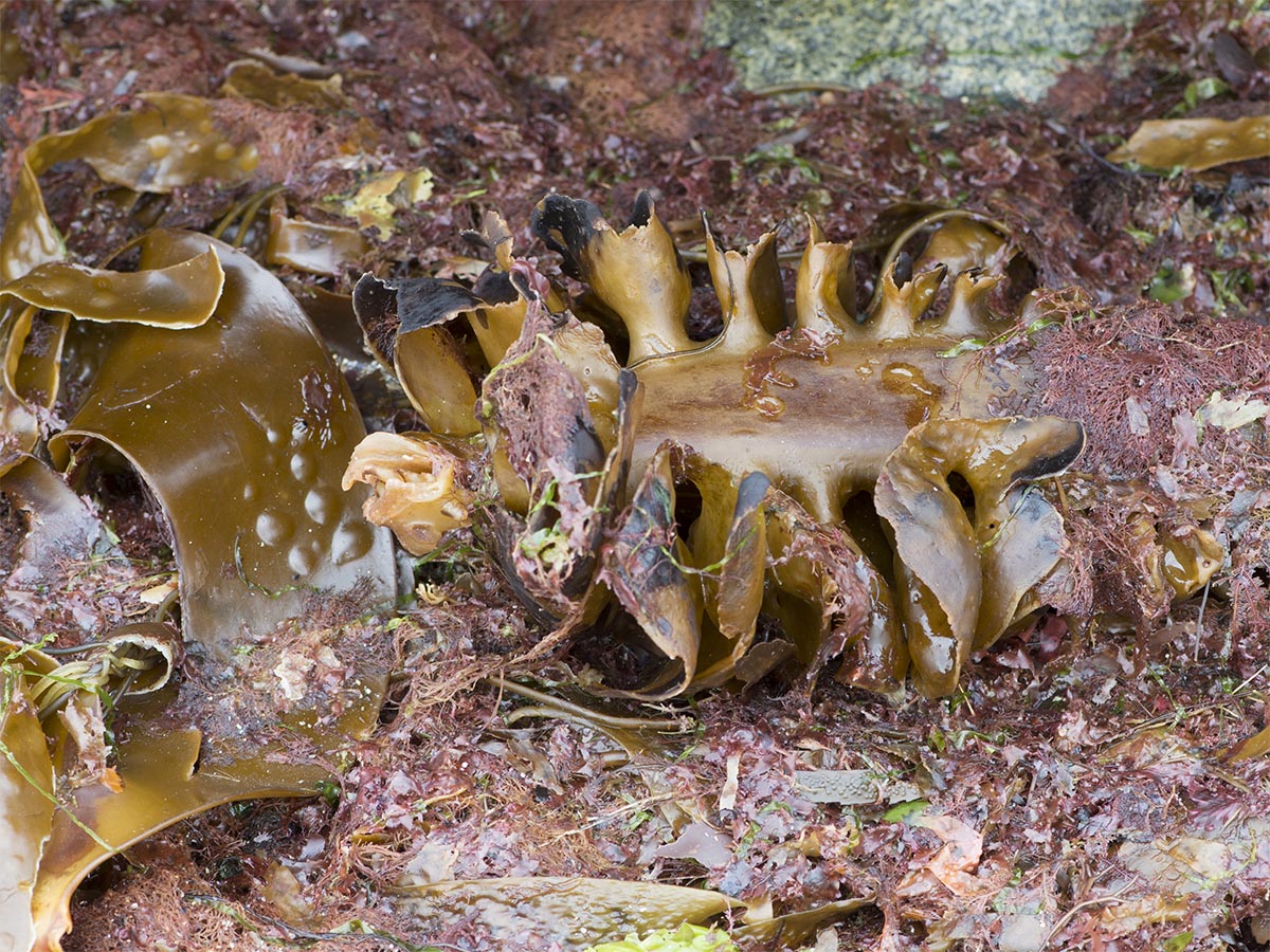 Saccorhiza polyschides